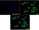 ATG5 Antibody in Immunocytochemistry (ICC/IF)