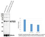 ATG5 Antibody in Western Blot (WB)