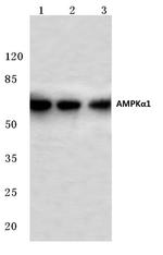 AMPK alpha-1 Antibody in Western Blot (WB)