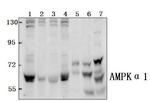 AMPK alpha-1 Antibody in Western Blot (WB)