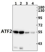 ATF2 Antibody in Western Blot (WB)