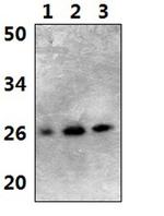 Bim Antibody in Western Blot (WB)