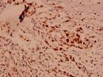 Caspase 10 Antibody in Immunohistochemistry (Paraffin) (IHC (P))