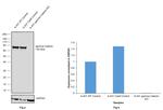 gamma Catenin Antibody