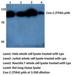 COX2 Antibody in Western Blot (WB)