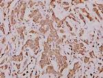 Cytochrome C Antibody in Immunohistochemistry (Paraffin) (IHC (P))