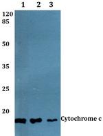 Cytochrome C Antibody in Western Blot (WB)