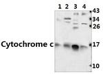 Cytochrome C Antibody in Western Blot (WB)