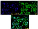 Filamin A Antibody in Immunocytochemistry (ICC/IF)