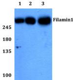 Filamin A Antibody in Western Blot (WB)