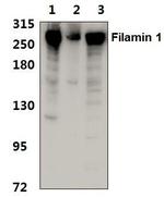 Filamin A Antibody in Western Blot (WB)