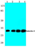 Galectin 3 Antibody in Western Blot (WB)