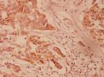 HSP40 Antibody in Immunohistochemistry (Paraffin) (IHC (P))