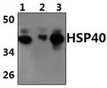 HSP40 Antibody in Western Blot (WB)