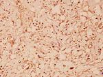 HSP60 Antibody in Immunohistochemistry (Paraffin) (IHC (P))