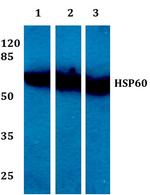 HSP60 Antibody in Western Blot (WB)