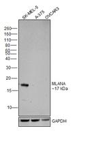 Melan-A Antibody in Western Blot (WB)