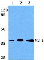 MCL-1 Antibody in Western Blot (WB)