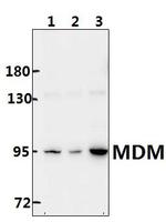 MDM2 Antibody in Western Blot (WB)