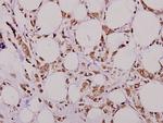 MMP7 Antibody in Immunohistochemistry (Paraffin) (IHC (P))