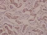 NSE Antibody in Immunohistochemistry (Paraffin) (IHC (P))