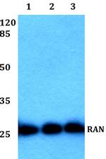 RAN Antibody in Western Blot (WB)