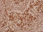 SHP2 Antibody in Immunohistochemistry (Paraffin) (IHC (P))