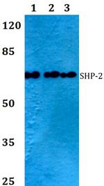 SHP2 Antibody in Western Blot (WB)