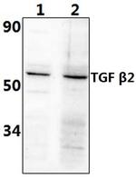 TGF beta-2 Antibody in Western Blot (WB)