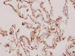 Caspase 8 Antibody in Immunohistochemistry (Paraffin) (IHC (P))