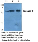 Caspase 8 Antibody in Western Blot (WB)