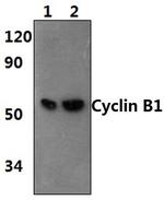 Cyclin B1 Antibody in Western Blot (WB)