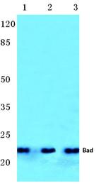 BAD Antibody in Western Blot (WB)