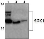 SGK1 Antibody in Western Blot (WB)