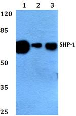 SHP-1 Antibody in Western Blot (WB)