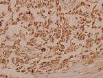 TrkB Antibody in Immunohistochemistry (Paraffin) (IHC (P))