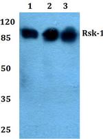 RSK1 Antibody in Western Blot (WB)