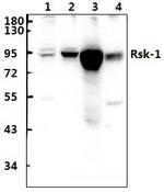 RSK1 Antibody in Western Blot (WB)