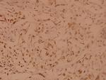 SENP8 Antibody in Immunohistochemistry (Paraffin) (IHC (P))