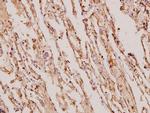 TIMP4 Antibody in Immunohistochemistry (Paraffin) (IHC (P))