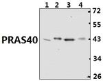 PRAS40 Antibody in Western Blot (WB)