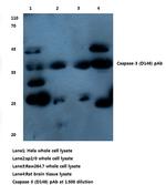 Caspase 3 Antibody in Western Blot (WB)