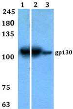 GP130 Antibody in Western Blot (WB)