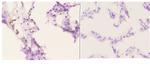 ETS1 Antibody in Immunohistochemistry (Paraffin) (IHC (P))