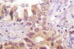 IRF3 Antibody in Immunohistochemistry (Paraffin) (IHC (P))