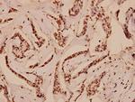 Myb Antibody in Immunohistochemistry (Paraffin) (IHC (P))