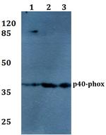 NCF4 Antibody in Western Blot (WB)