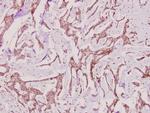 PP2A alpha Antibody in Immunohistochemistry (Paraffin) (IHC (P))