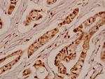 SGK1 Antibody in Immunohistochemistry (Paraffin) (IHC (P))