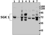 SGK1 Antibody in Western Blot (WB)